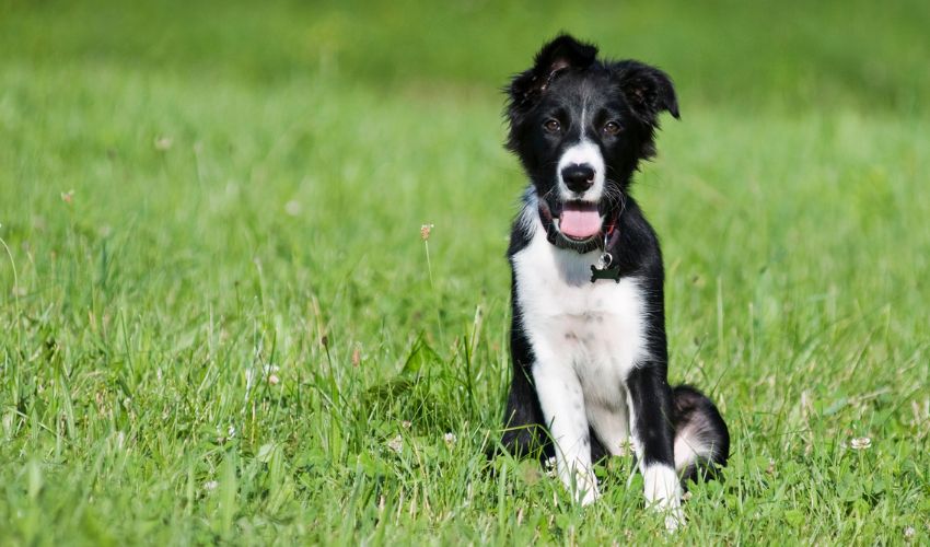 The Ultimate Guide to American Eskimo Dog Breeding: Essential Tips for Owners