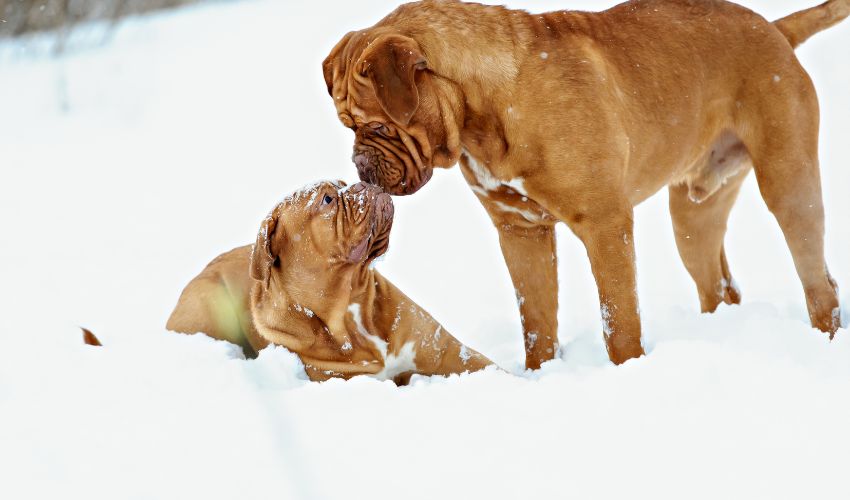 Top 10 American Staffordshire Terrier Training Essentials for Families: A Complete Guide